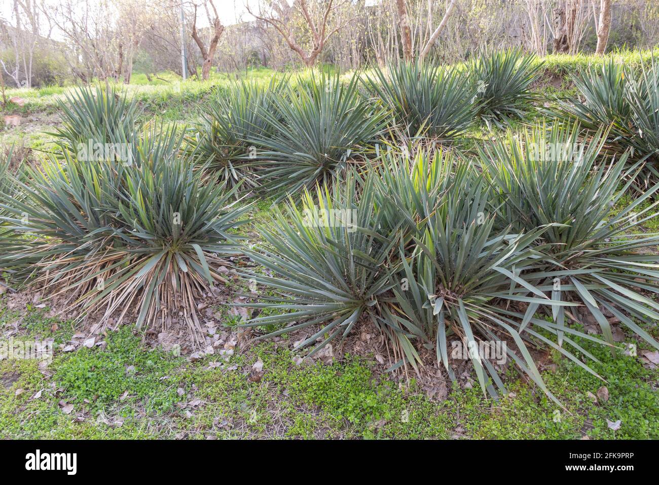 Yucca filamentosa plants in the garden - Concept how to grow Stock Photo