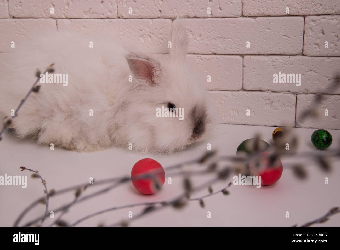 White fluffy rabbit lies and colorful eggs. Willow twigs on a white background Stock Photo