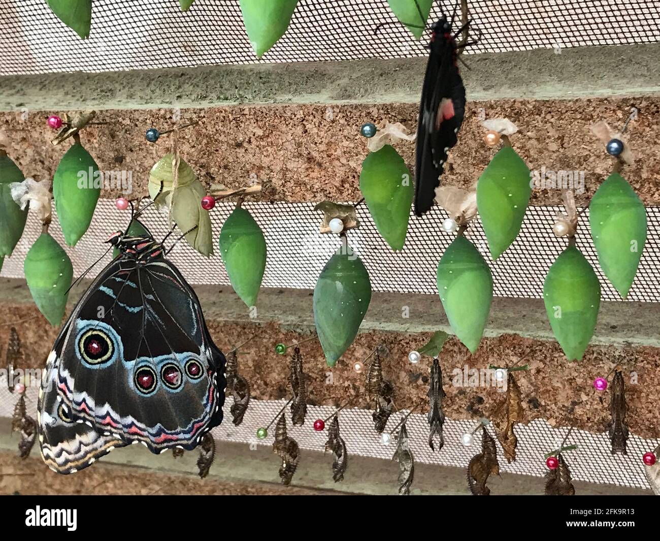 Morpho peleides, the Peleides blue morpho, common morpho or the emperor is an iridescent tropical butterfly found in Mexico, and Central America, Stock Photo