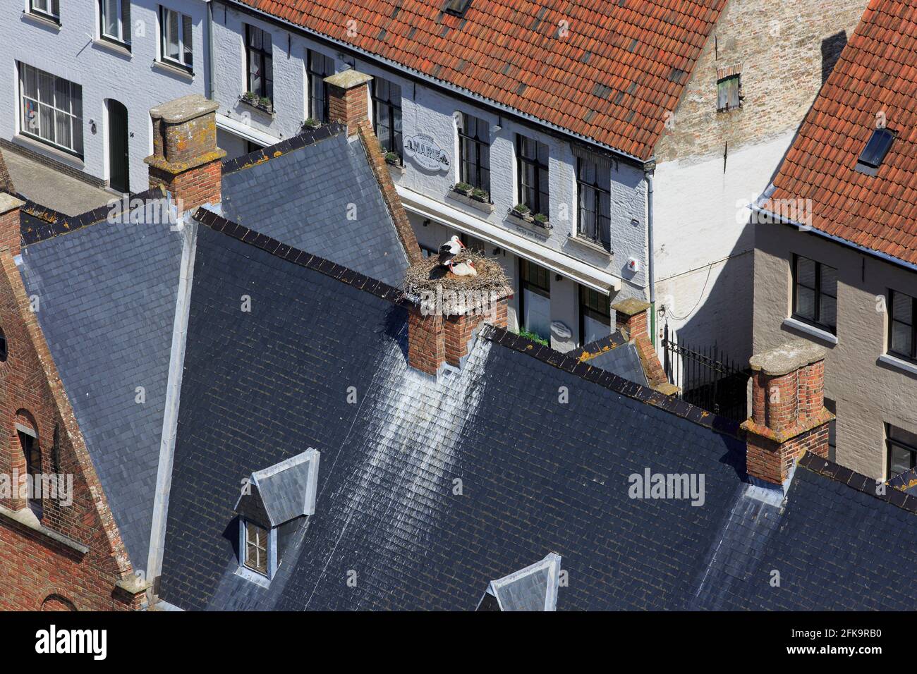 A white stork in his nest on top of a chimney in Damme (West Flanders), Belgium Stock Photo