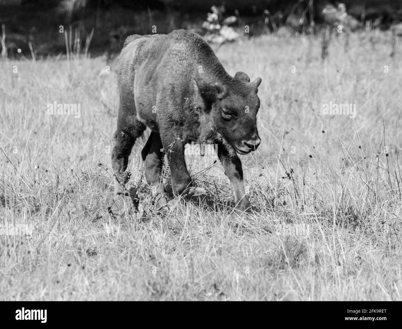 Young european wood bison in Bialowieza primeval forest Stock Photo
