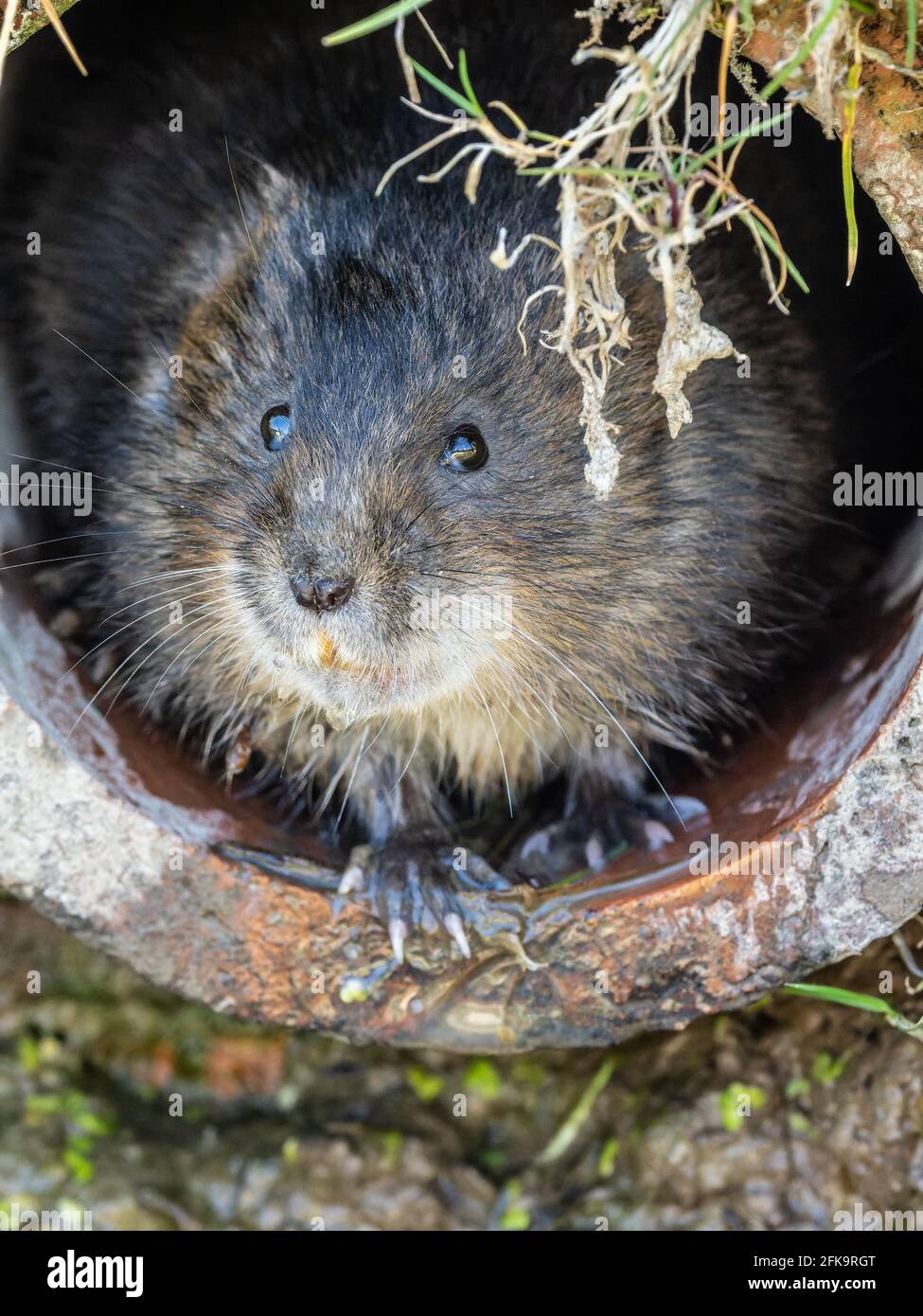 Water Vole Head Looking out of a Hole Stock Photo - Alamy