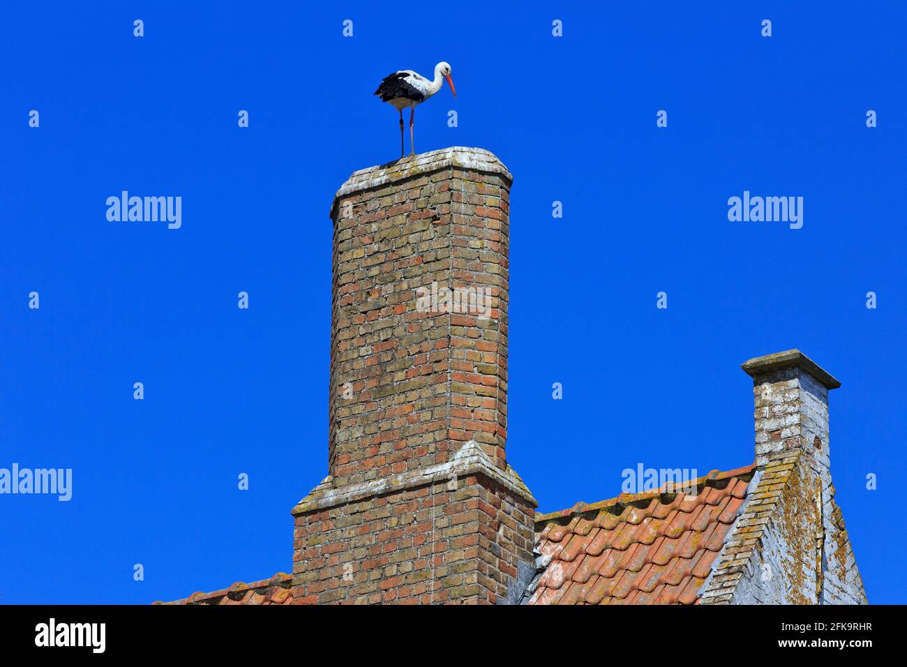 A white stork in his nest on top of a chimney in Damme (West Flanders), Belgium Stock Photo