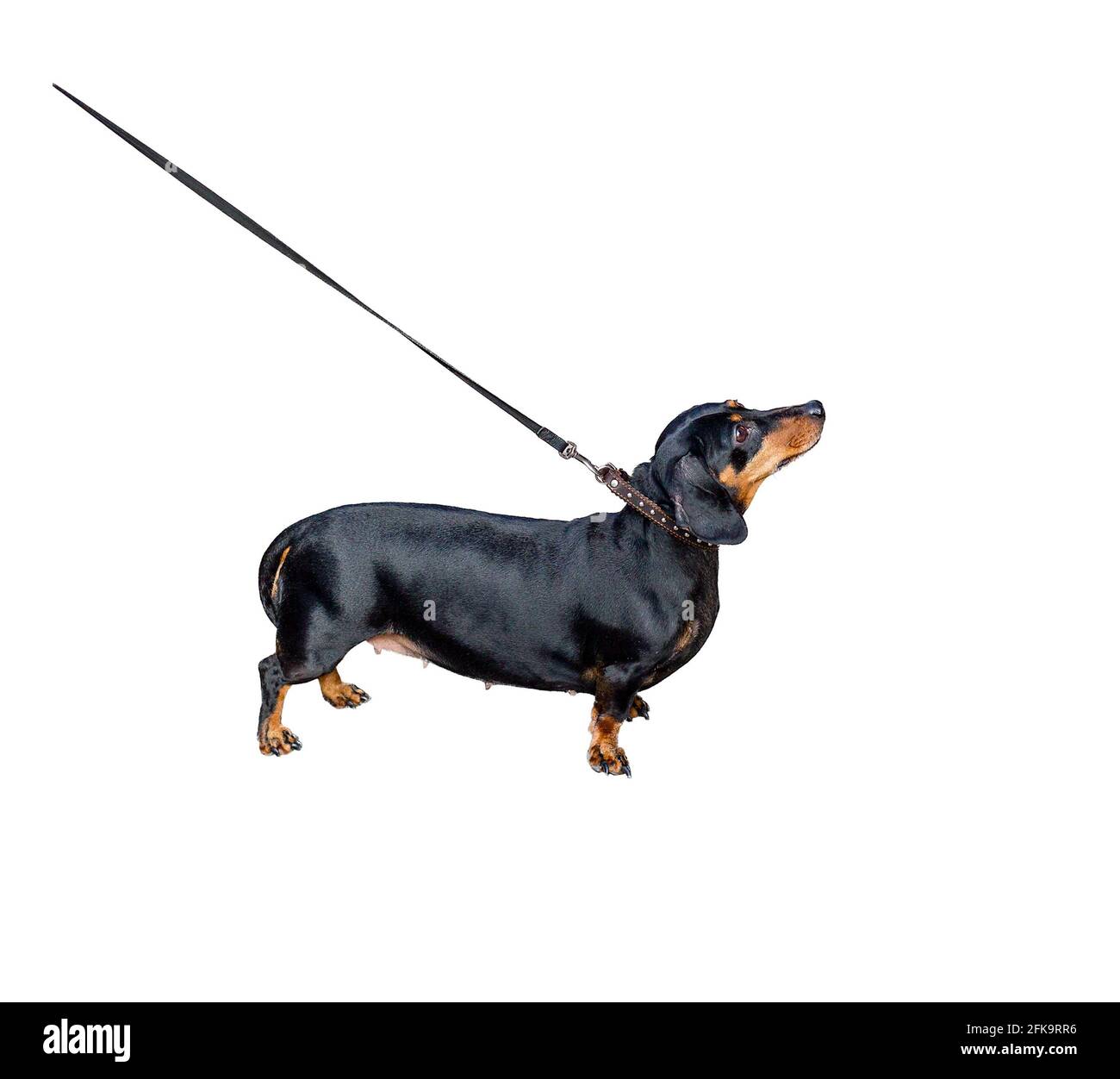 Dachshund on leash isolated on white background. Stock Photo