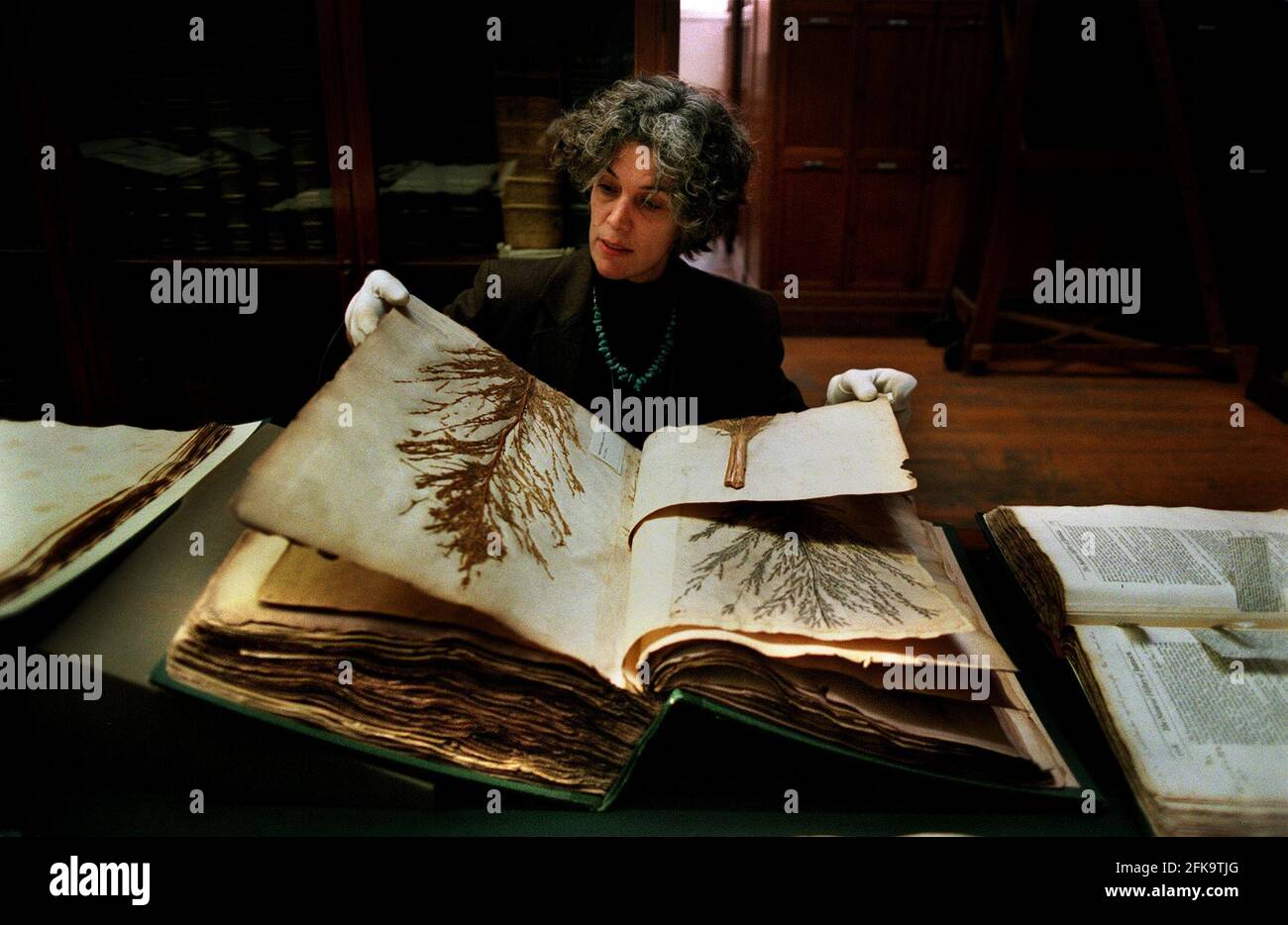 Dr Sandra Knapp Tropical Botanist December 1999at the National Museum looking at sugar cane specimens part of the Sir Hans Sloane Herbarium Stock Photo