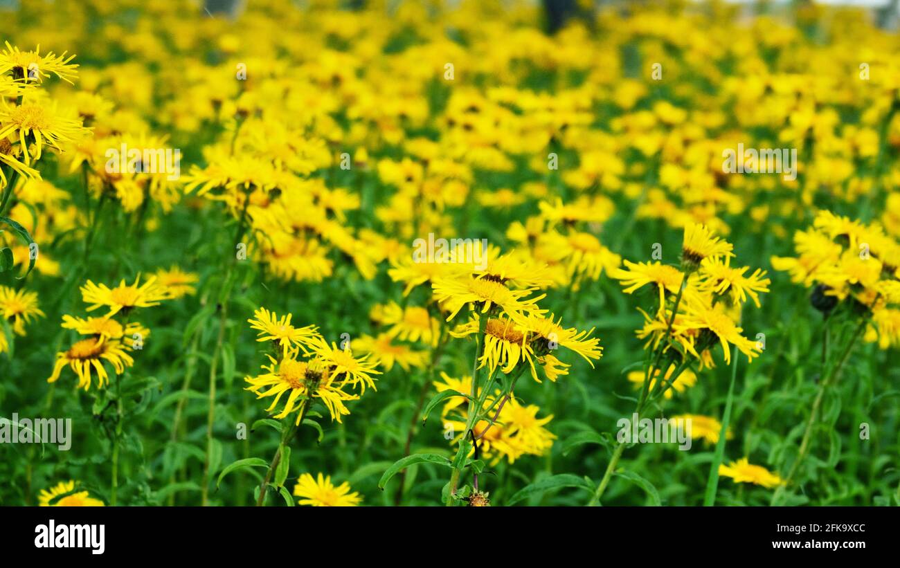 Flowers motley grass in field. Elecampane, nardus golden flower (Нnula salicina). Antiseptic, spice, flavoring, coloring. Drug plant in treatment of b Stock Photo