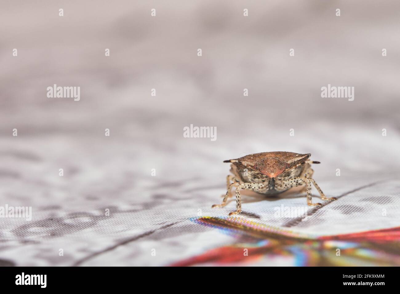 Asian stink bug, alien dangerous insect pest invasive Stock Photo