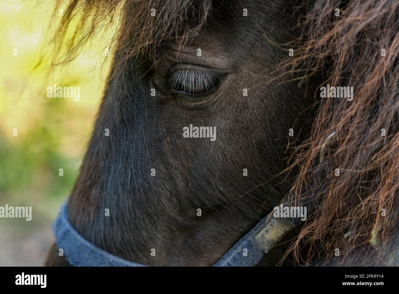 Close up view of horse animal eye while grazing in rural area,domestic animal breed Stock Photo