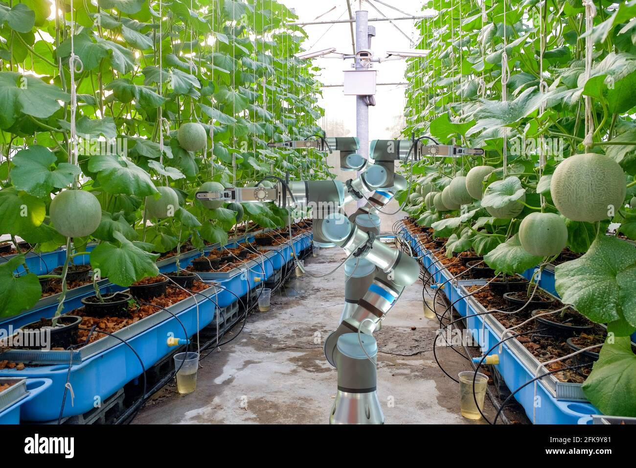 Smart robotic that installed an inside on melon greenhouse garden for assistant farmers harvest melon fruits and CCTV for record data, smart farm 4.0 Stock Photo