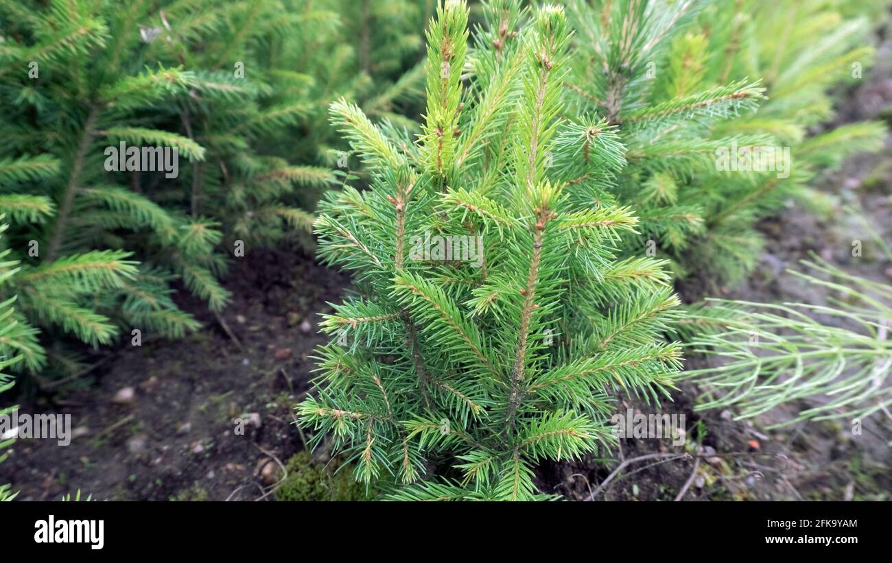 Forest nursery for growing spruce seedlings. Eastern Europe forestry Stock Photo