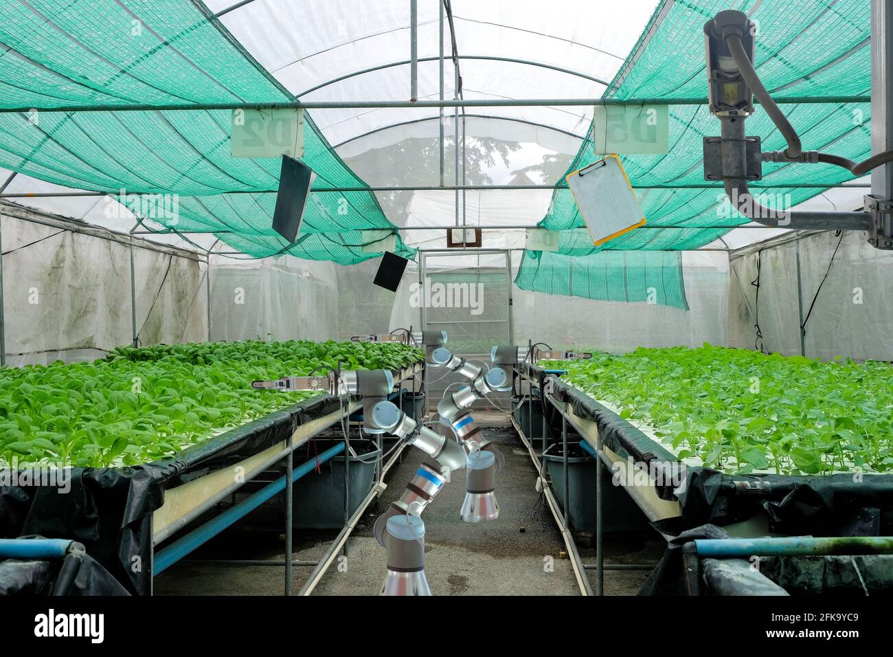 Hydroponics vegetable garden on smart greenhouse that installed industry robotic for worked and harvesting,, smart farm 4.0 Stock Photo