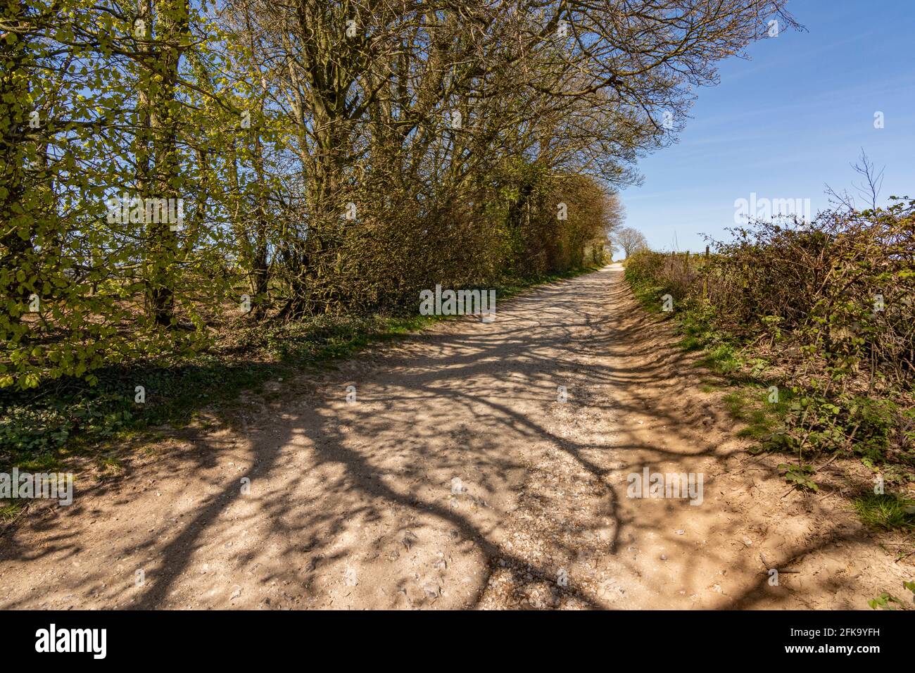 Chalk footpath  bridleway leading to the ancient Iron Age hill fort of Chanctonbury Ring from Cissbury Ring - South Downs NP, West Sussex, UK. Stock Photo