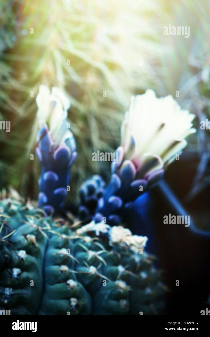 Blooming cacti Gymnocalycium Stock Photo