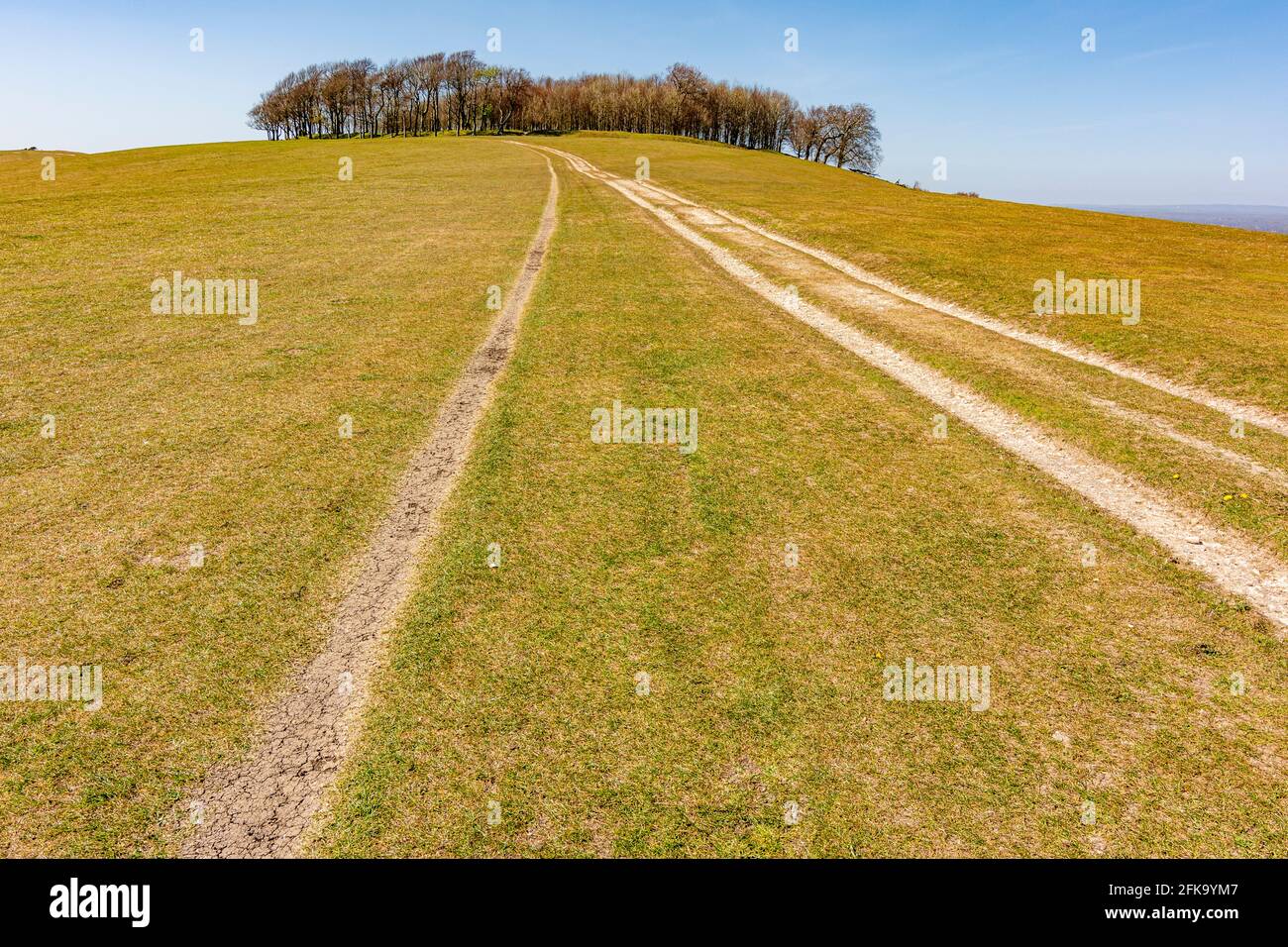 The South Downs Way National Trail heading towards Chanctonbury Ring - South Downs National Park, West Sussex, UK. Stock Photo