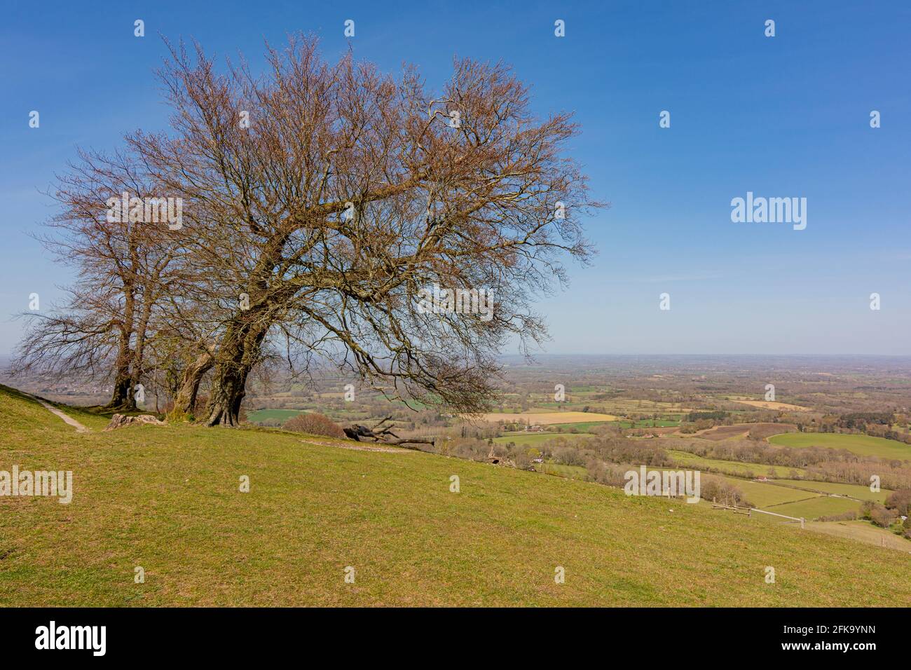 The eastern end of Chanctonbury Ring with the Sussex Weald in the background - South Downs National Park, West Sussex, UK. Stock Photo
