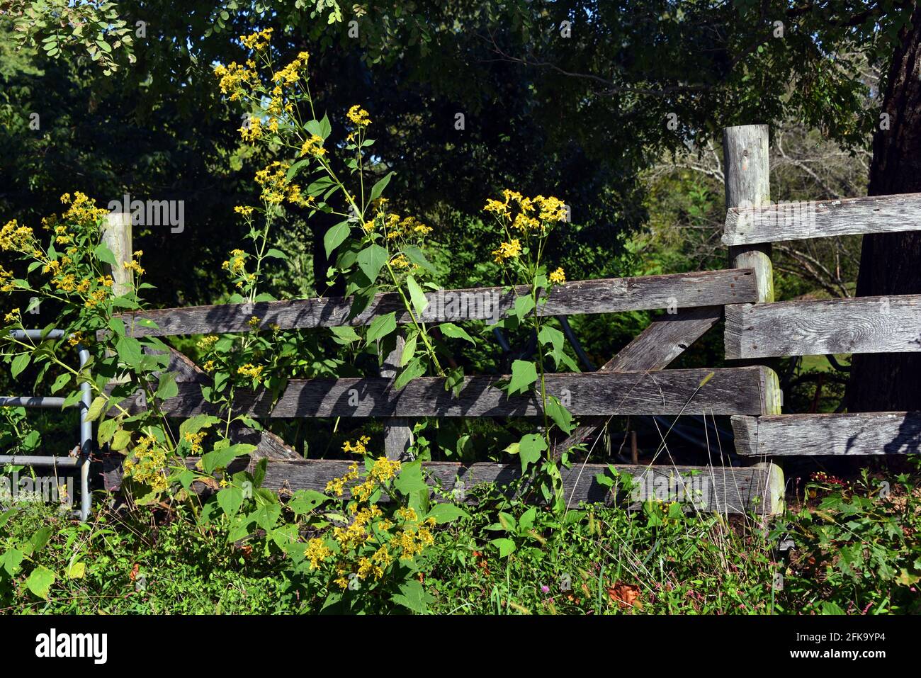 Wooden fence weeds hi-res stock photography and images - Alamy