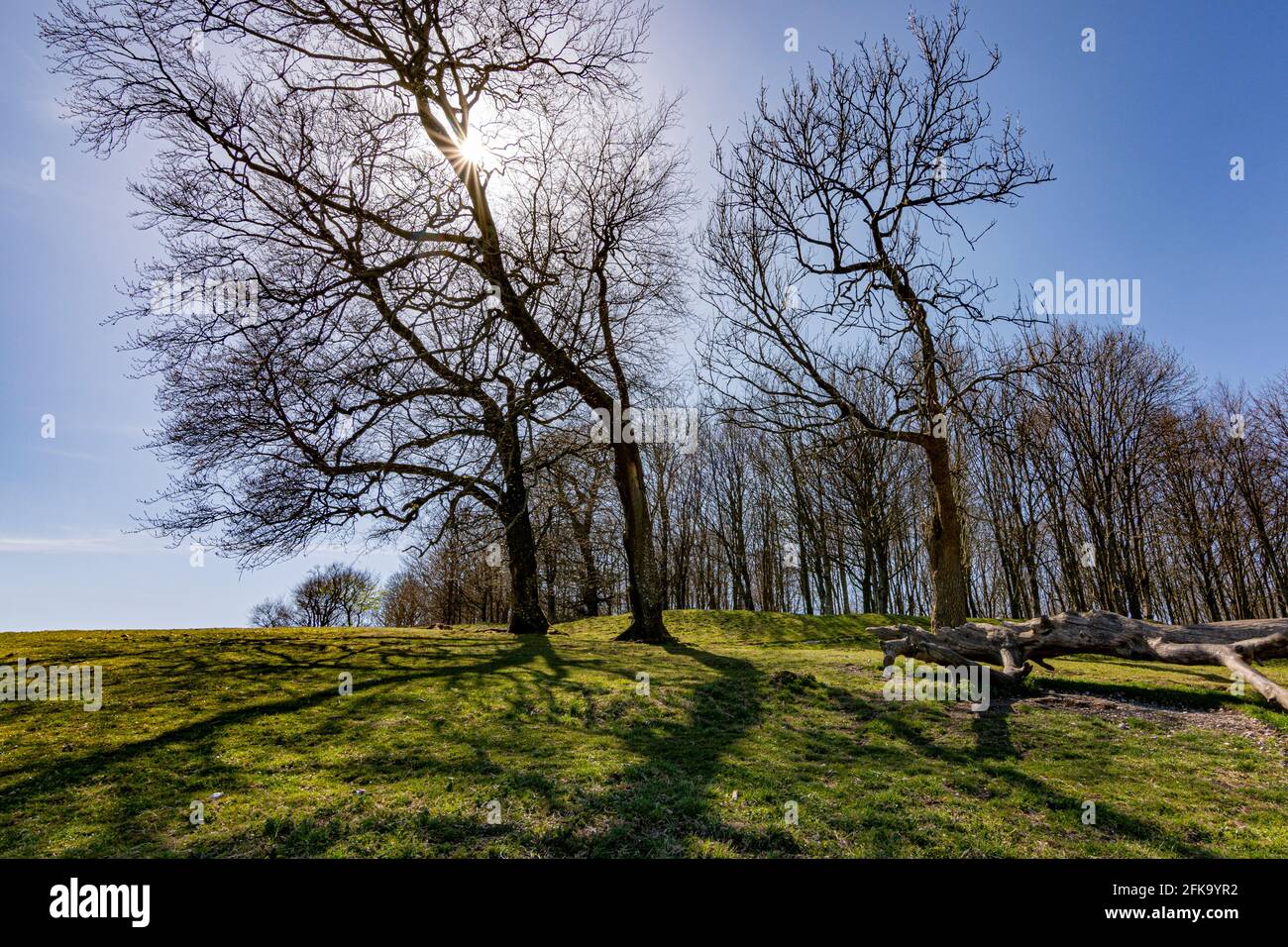 The eastern end of Chanctonbury Ring with what's left of any ramparts - South Downs National Park, West Sussex, UK. Stock Photo