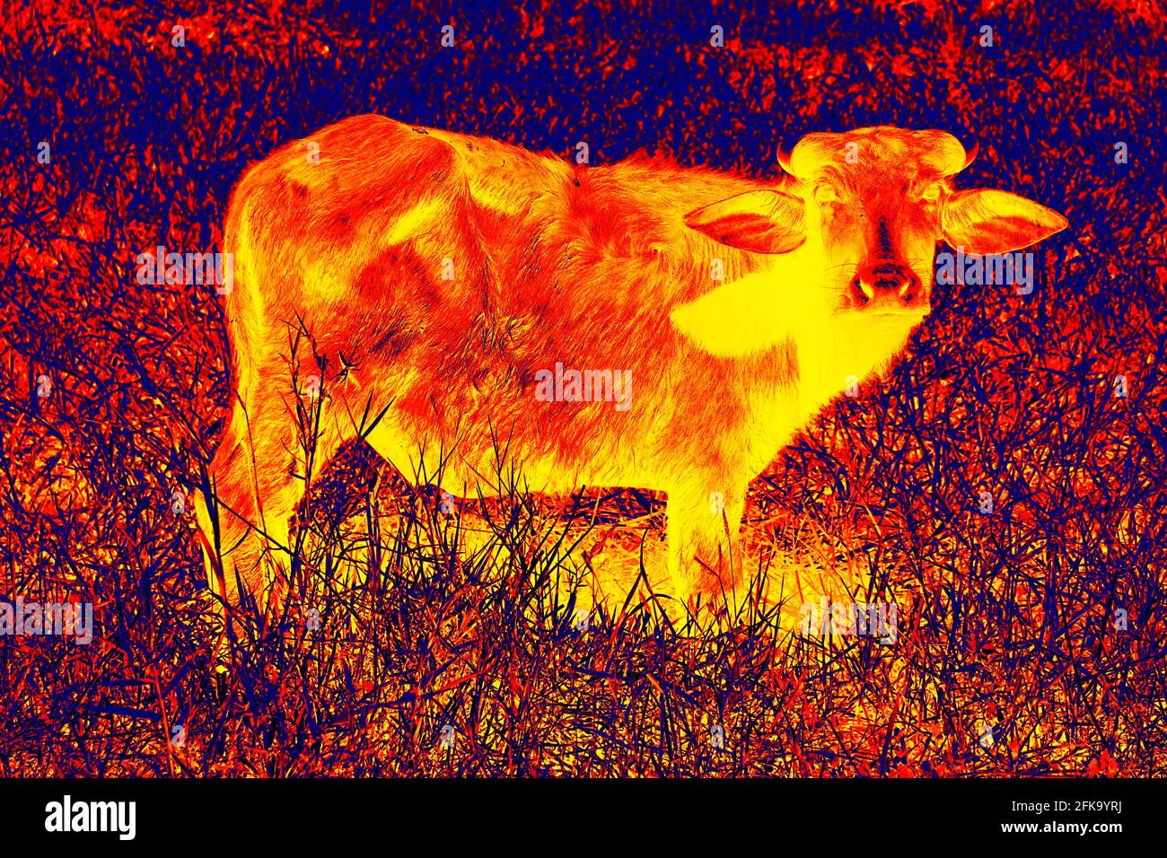 Water Buffalo. Peacock (female). Scanning the animal's body temperature