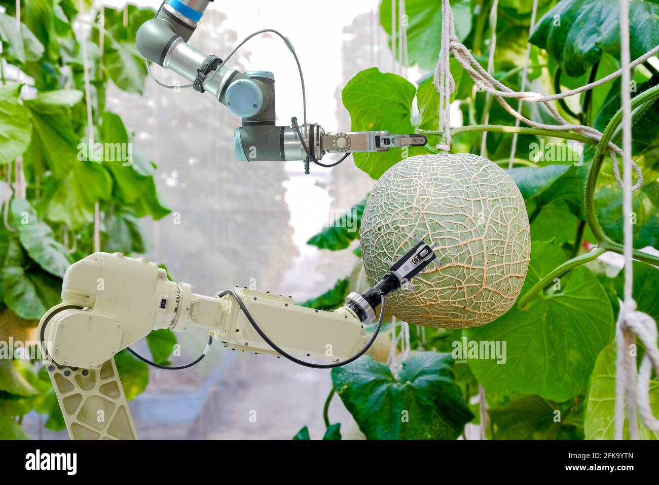 Close-up smart robotic gripping and scanning arms that installed an inside on melon greenhouse garden for assistant farmers harvest melon fruits Stock Photo