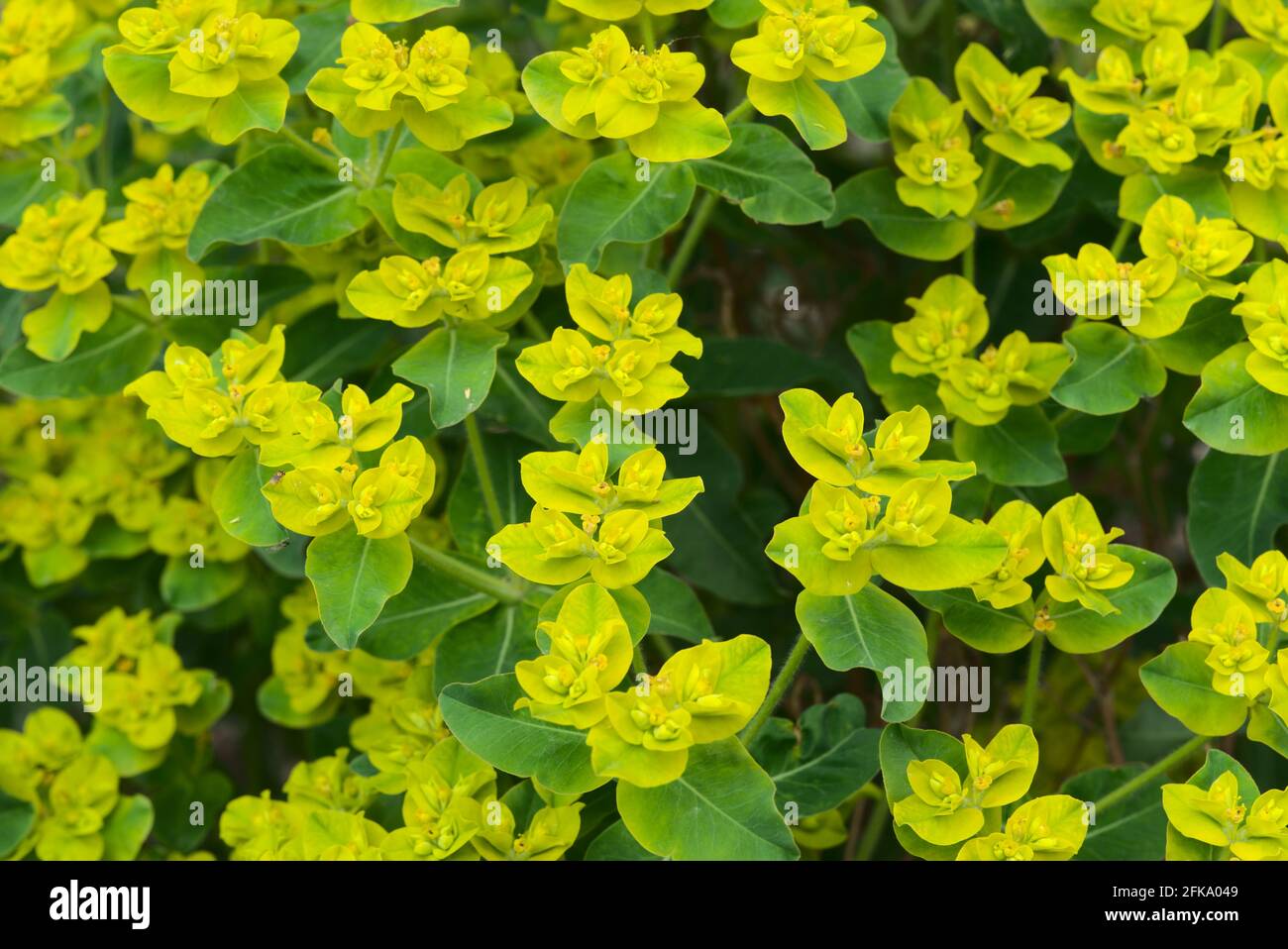 Euphorbia flower grove (Euphorbia sp.) Euphorbiaceae Stock Photo