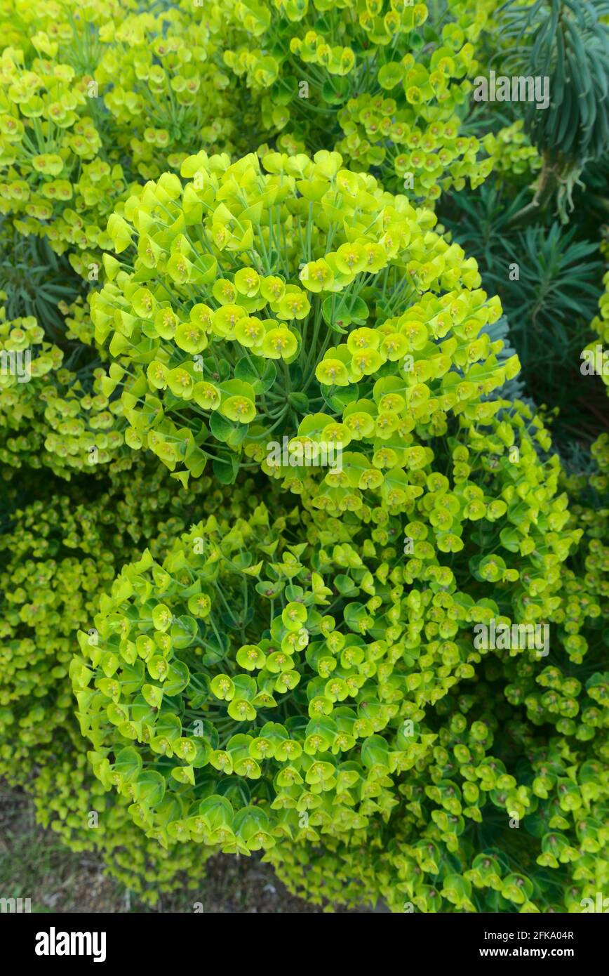 Euphorbia flower grove (Euphorbia sp.) Euphorbiaceae Stock Photo