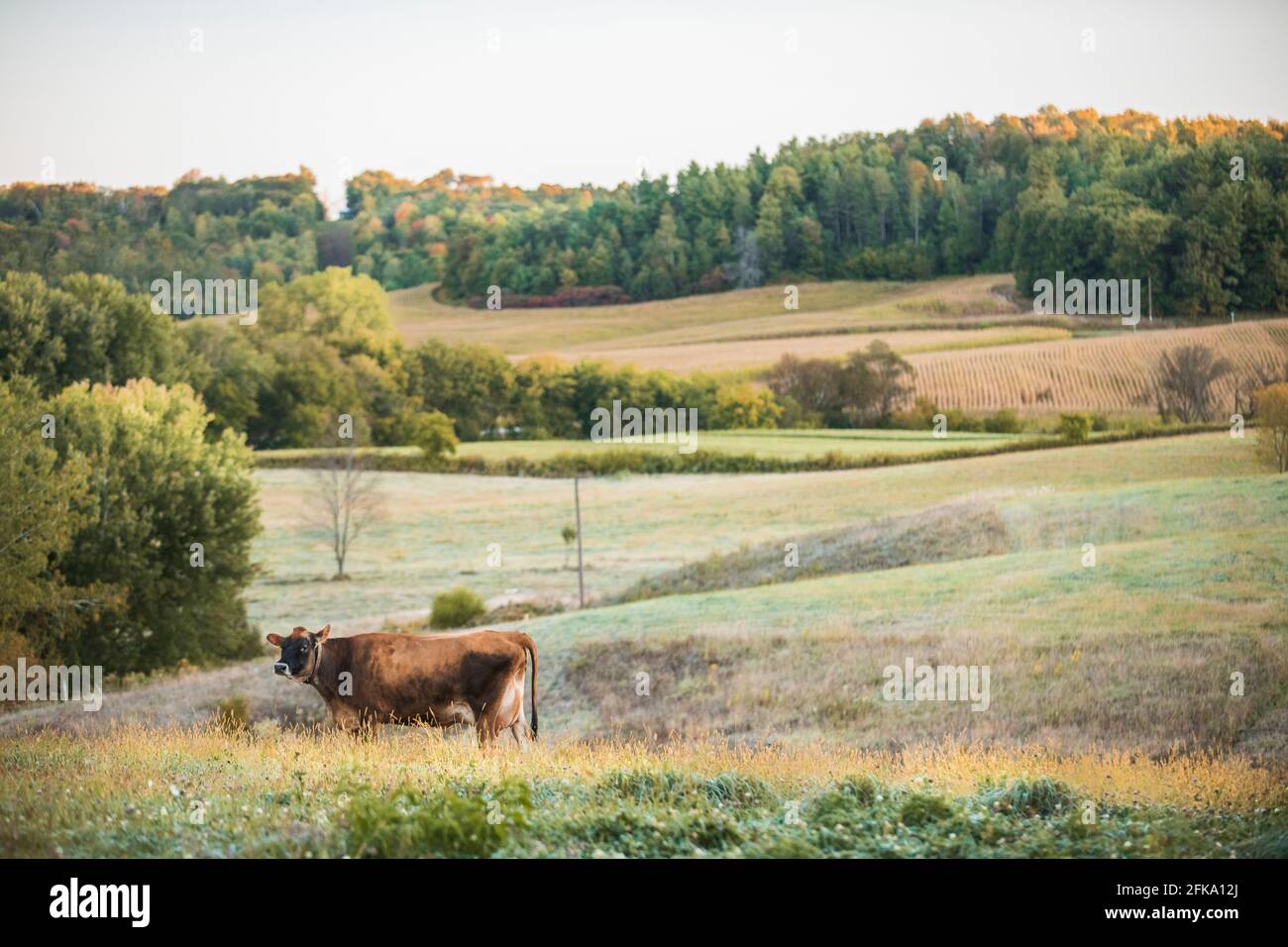 A cow on St. Isidore’s Dairy in Wisconsin grazes in the pasture during early morning light in the fall. Stock Photo