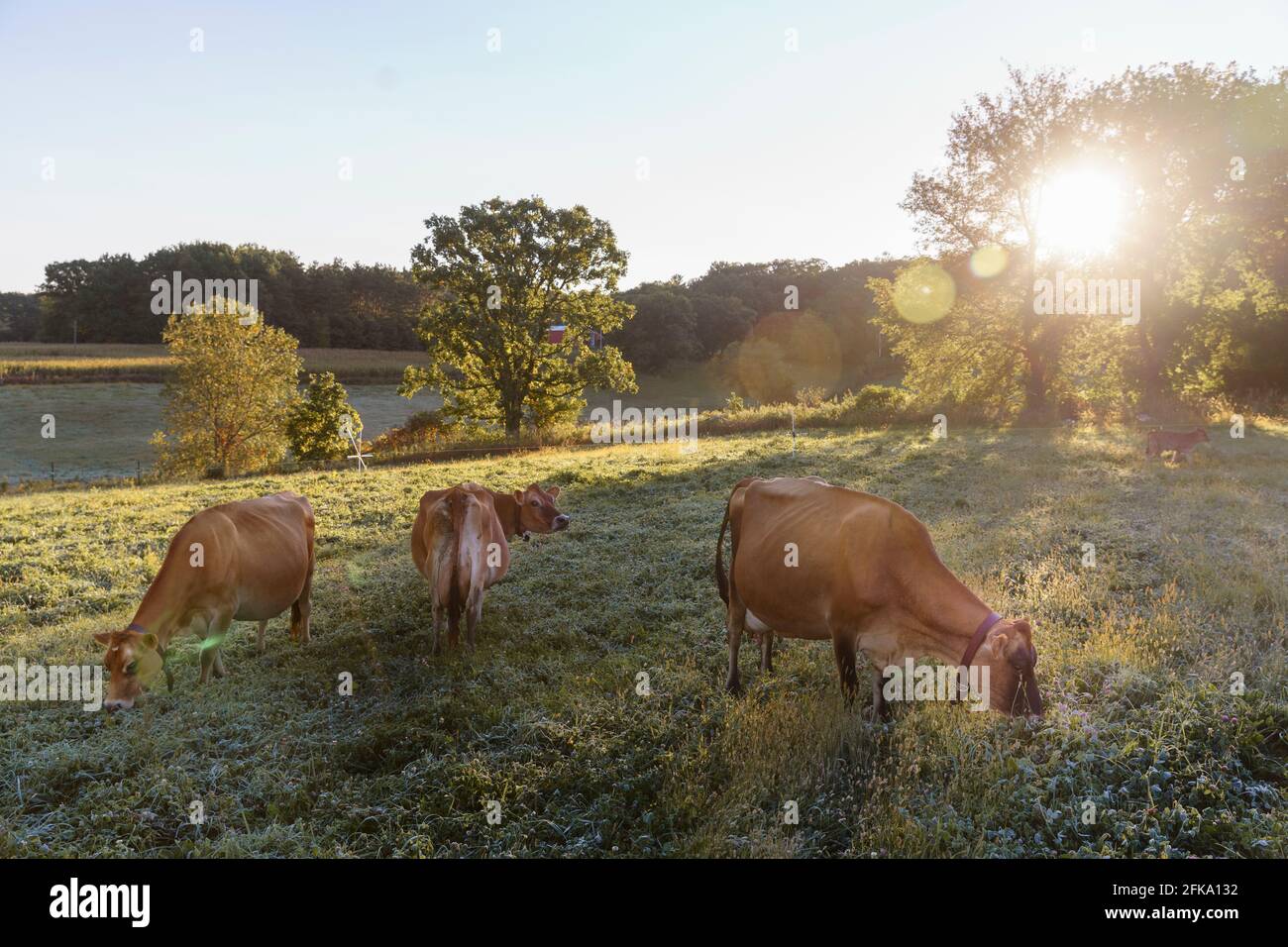 Cows on St. Isidore’s Dairy in Wisconsin graze in the pasture during early morning light in the fall. Stock Photo