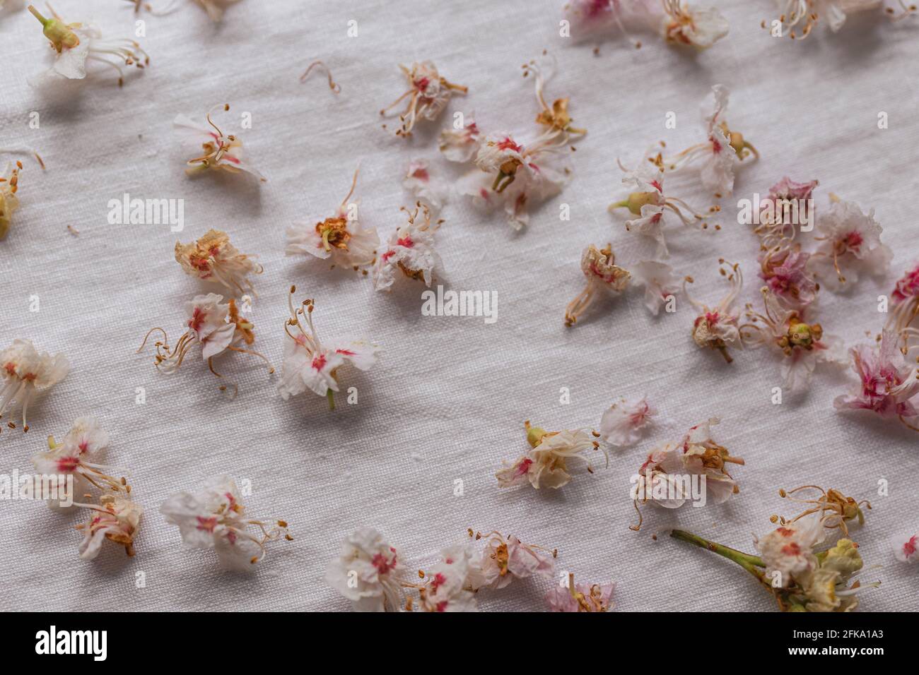 Lot of beautiful dried cherry blossoms on a white surface Stock Photo
