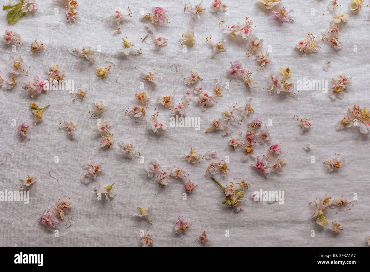 Lot of beautiful dried cherry blossoms on a white surface Stock Photo