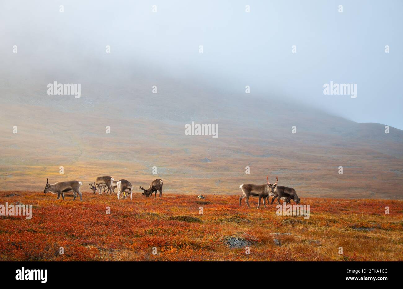 Reindeers met while hiking Kungsleden trail, September, Swedish Lapland. Stock Photo