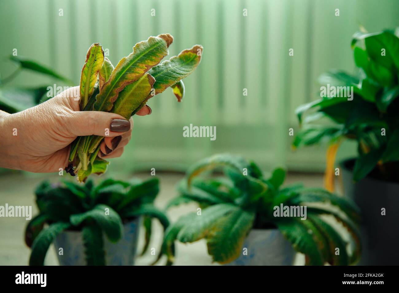 The hand holds the yellow deformed leaves of the indoor flower after pruning. Stock Photo