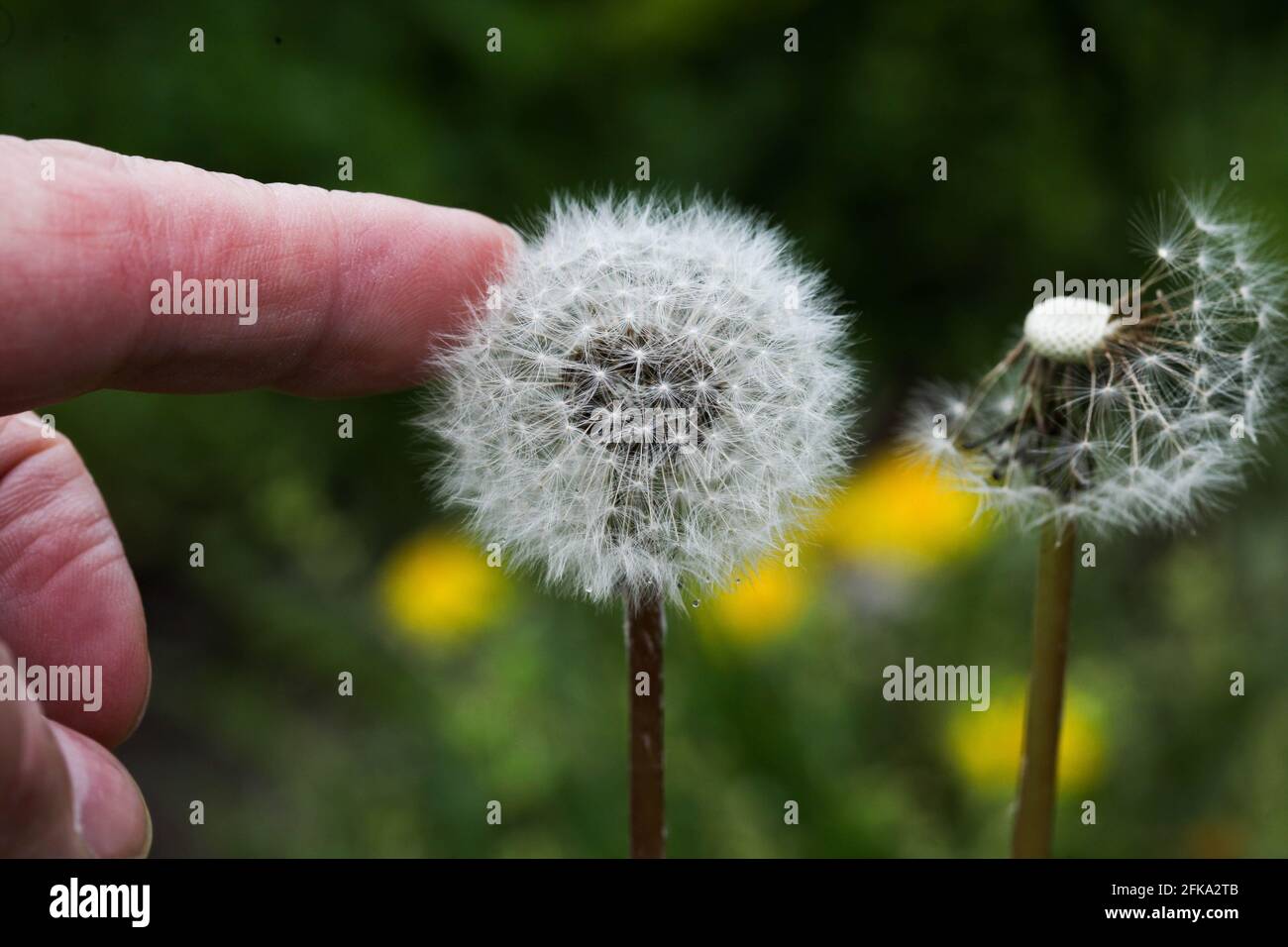 Fuzzy dandelion with human hand touching Stock Photo Alamy