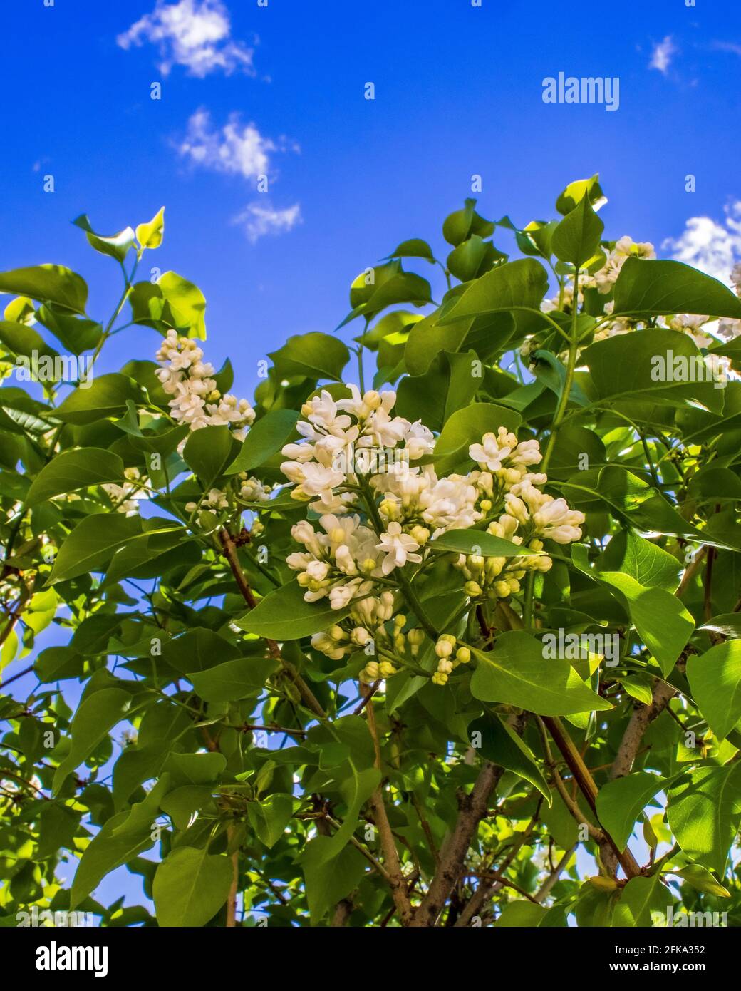 A white lilac bush blooming in the spring sun Stock Photo