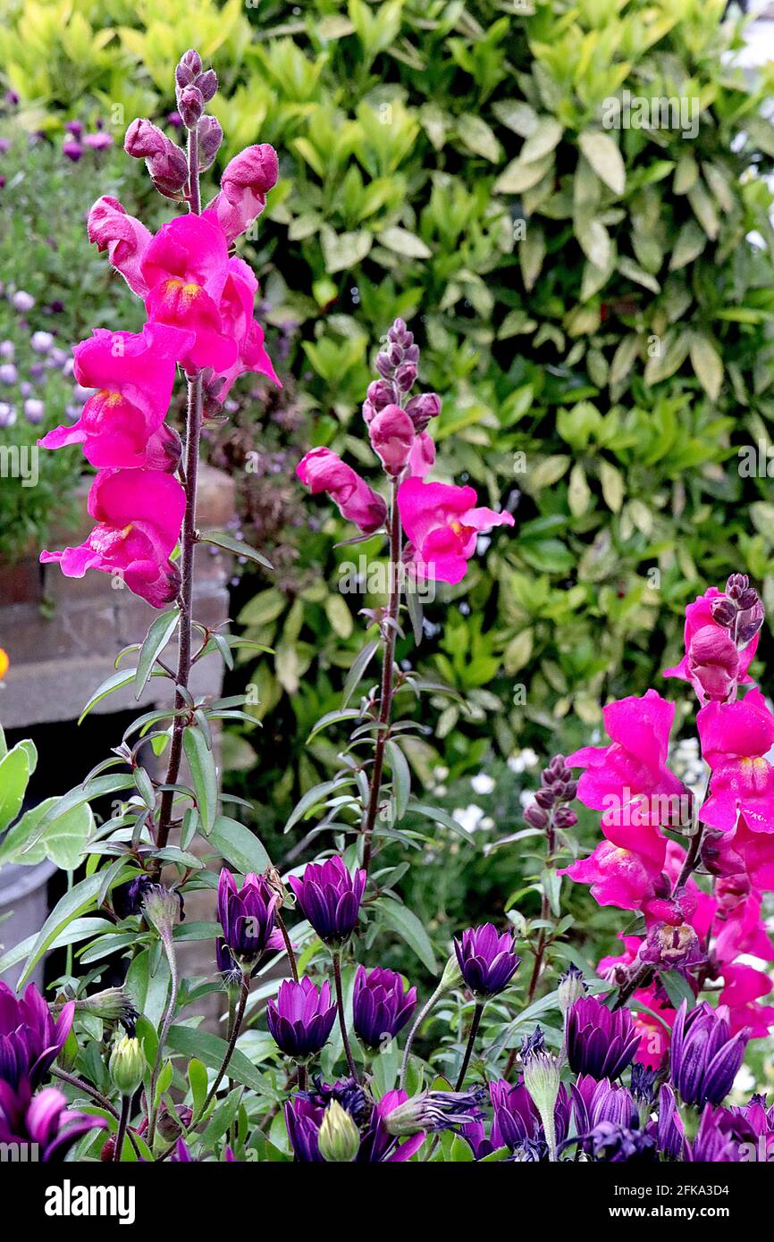 Antirrhinum majus ‘Snaptastic Magenta’ Snapdragon Snaptastic Magenta – deep pink cerise flowers and dark green lance-shaped leaves,  April, England,UK Stock Photo