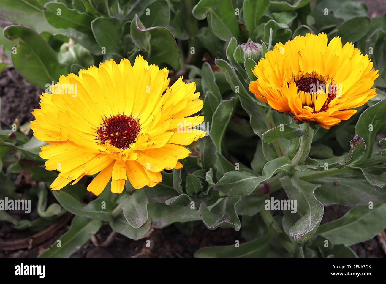 Calendula officinalis Pot marigold – yellow daisy-like flowers with medicinal properties,  April, England, UK Stock Photo