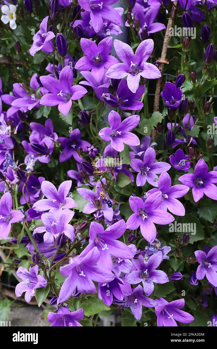 Campanula portenschlagiana wall bellflowers – mass of small purple funnel-shaped flowers,  April, England, UK Stock Photo