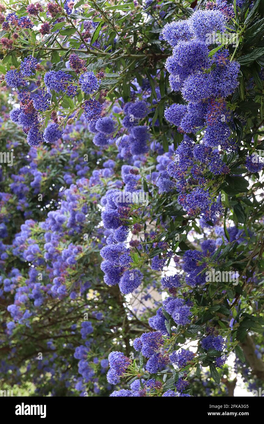 Ceanothus ‘Concha’ California lilac Concha - tiny violet blue flower clusters and small dark green deeply veined leaves,  April, England, UK Stock Photo
