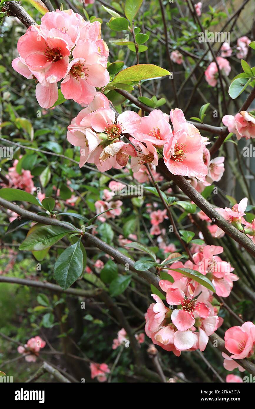 Chaenomeles speciosa ‘Madame Butterfly’ / ‘Whitice’ Japanese flowering quince Madame Butterfly – pink and white flowers, April, England, UK Stock Photo