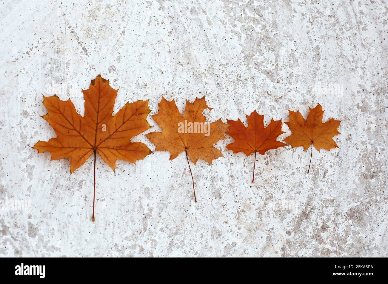 Four orange maple leaves as autumn family Stock Photo