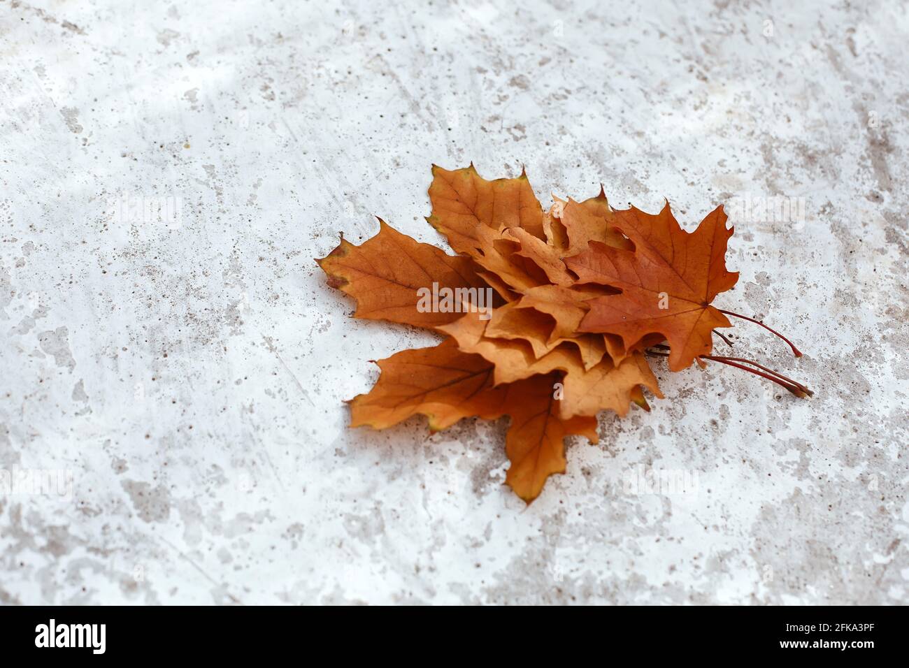 Autumn fall bouquet of orange maple leaves at rough texture background Stock Photo