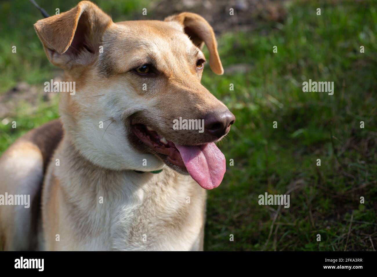 Domestic happy shepherd dog muzzle with open mouth, show tongue Stock Photo