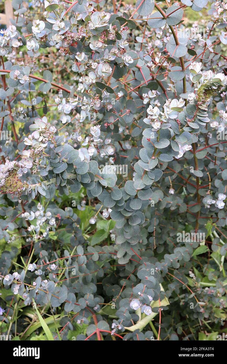 Eucalyptus gunnii ‘Azura’ Young eucalyptus tree – silvery blue grey egg-shaped leaves on red stems,  April, England, UK Stock Photo