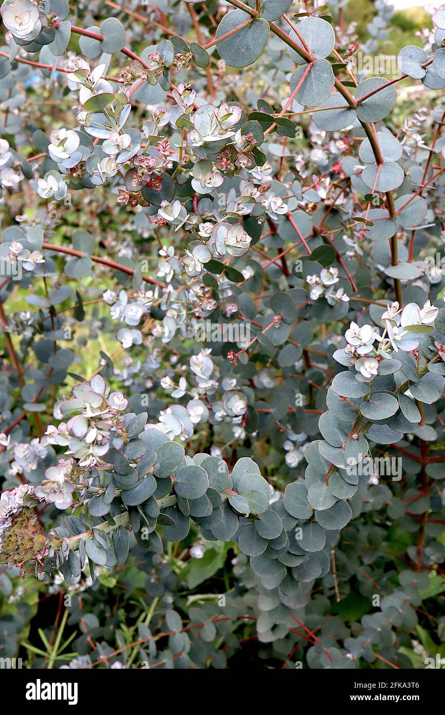Eucalyptus gunnii ‘Azura’ Young eucalyptus tree – silvery blue grey egg-shaped leaves on red stems,  April, England, UK Stock Photo