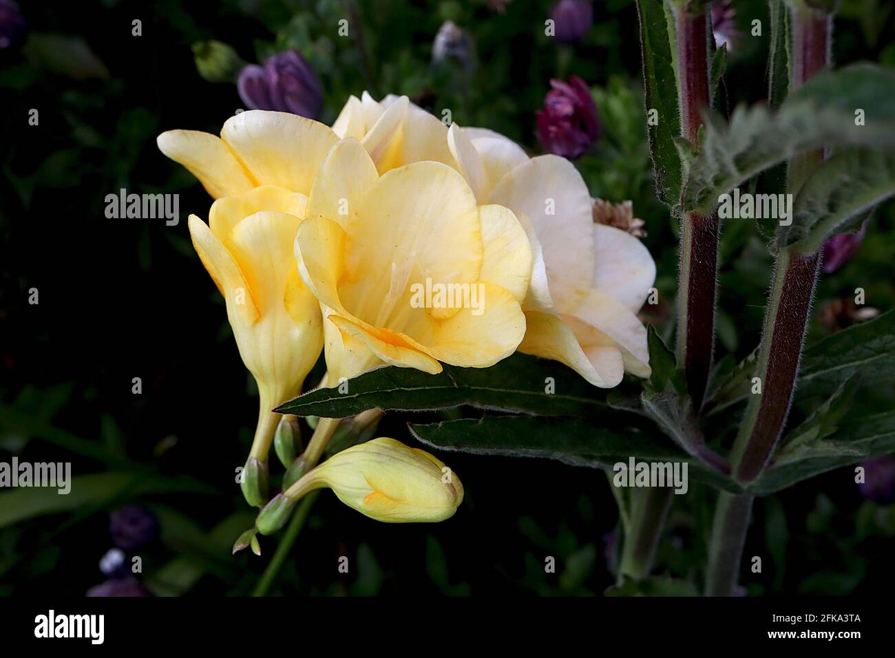Freesia x kewensis White and Yellow Highly scented white and yellow funnel-shaped flowers,  April, England, UK Stock Photo