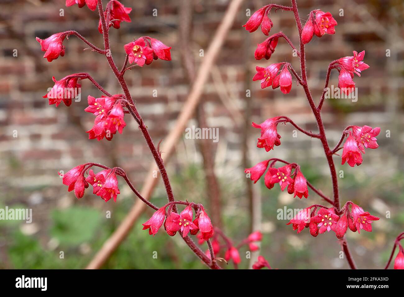 Heuchera ‘Paris’ alum root / Coral bells Paris – small tubular flowers on hairy red stems,  April, England, UK Stock Photo