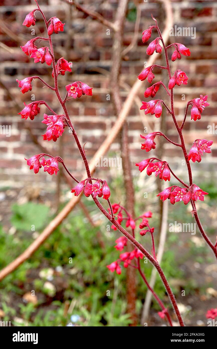 Heuchera ‘Paris’ alum root / Coral bells Paris small tubular flowers