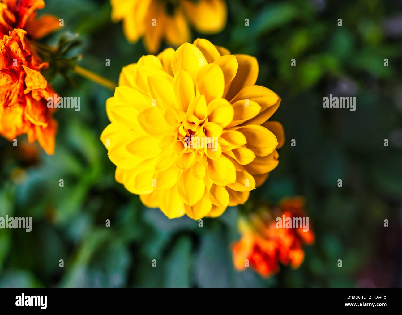 beautiful flower color yellow background green Stock Photo Alamy