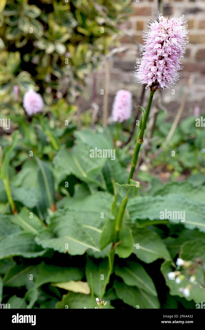 Persicaria bistorta ‘Superba’ red bistort Superba – tiny pale pink flower clusters on tall stems, large oval leaf clumps,  April, England, UK Stock Photo