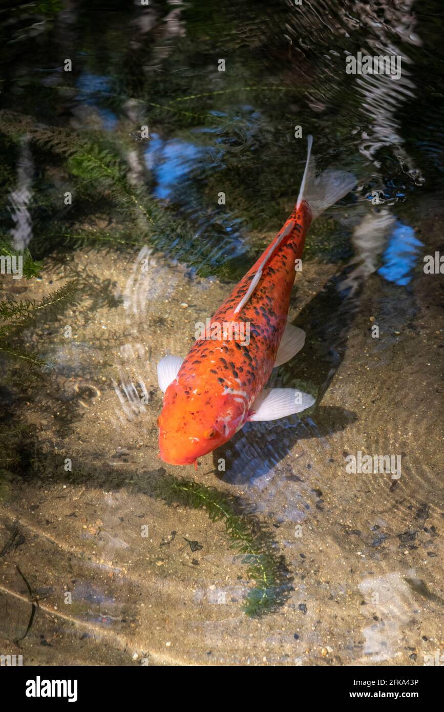 Orange and white carp fish swimming underwater on lake in Tijuca Park Stock Photo