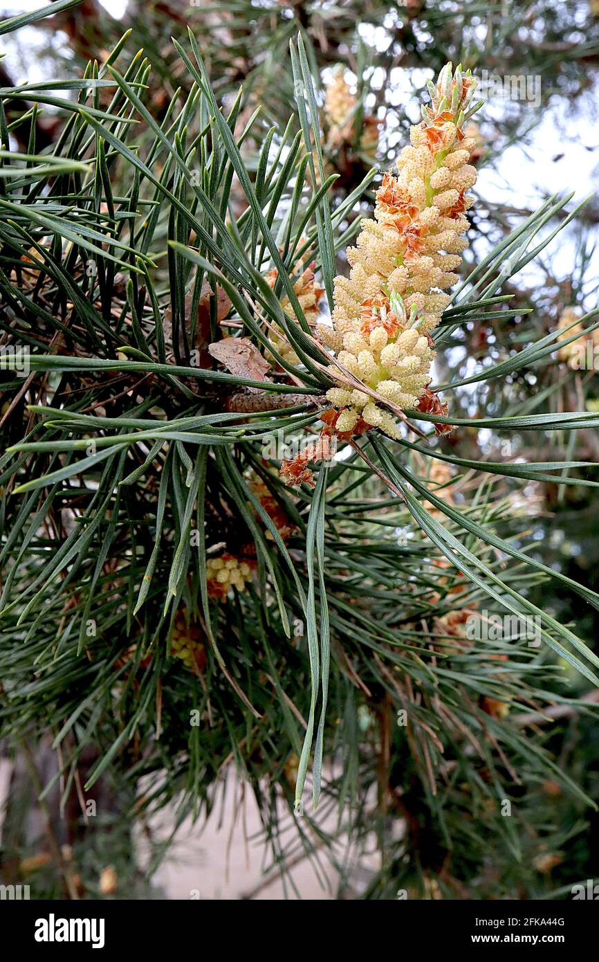 Pinus sylvestris male flower Scots pine male flower – yellow pollen cones and long blue green needle leaves, April, England, UK Stock Photo